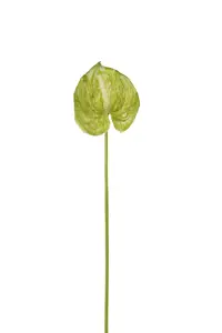 Anthurium - Grön - 40 cm - www.frokenfraken.se