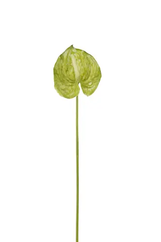 Anthurium - Grön - 40 cm - www.frokenfraken.se