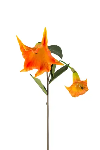 Änglatrumpet - Orange - 90 cm - www.frokenfraken.se