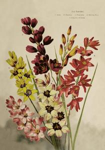 Poster - Blommor - 35 x 50 cm - www.frokenfraken.se