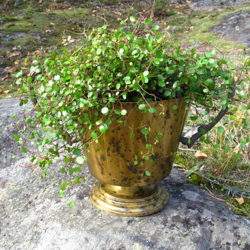 Kruka - Ärgad mässing - 22,5 cm - www.frokenfraken.se