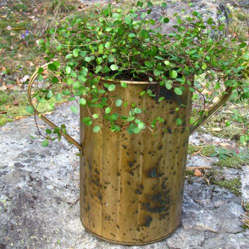 Kruka - Ärgad mässing - 36 cm - www.frokenfraken.se