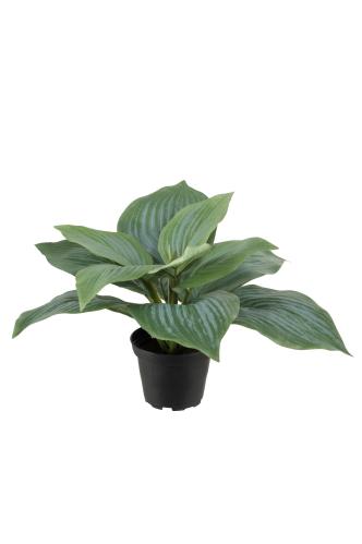 Hosta - Grön - 20 cm - www.frokenfraken.se