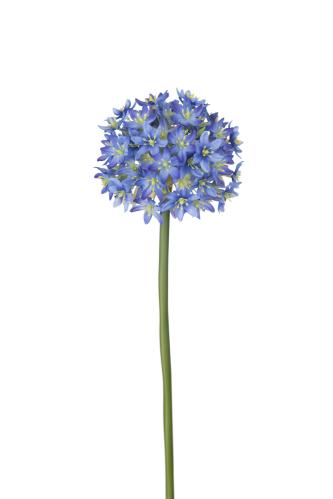 Allium - Blå - 90 cm - www.frokenfraken.se