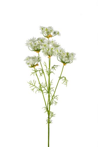 Hundkex - Vit - 80 cm - www.frokenfraken.se
