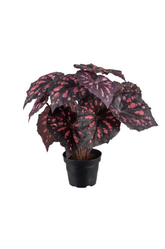 Rexbegonia - Röd - 30 cm - www.frokenfraken.se