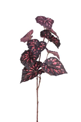 Rexbegonia - Röd - 70 cm - www.frokenfraken.se