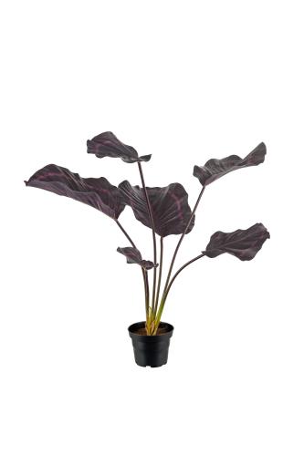 Calathea - Röd - 55 cm - www.frokenfraken.se