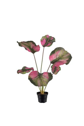 Calathea - Grön - 55 cm - www.frokenfraken.se