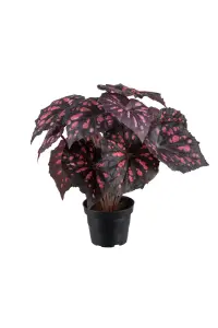 Rexbegonia - Röd - 30 cm - www.frokenfraken.se