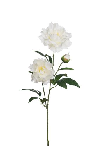 Pion - Vit - 75 cm - www.frokenfraken.se