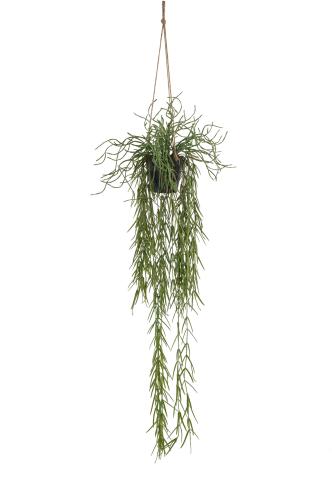 Rhipsalis - Grön - 80 cm - www.frokenfraken.se
