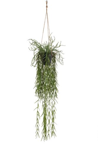 Rhipsalis - Grön - 95 cm - www.frokenfraken.se