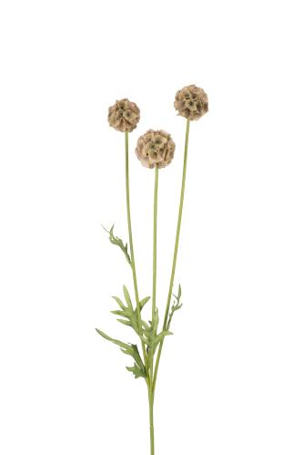 Scabiosa - Grön - 60 cm - www.frokenfraken.se