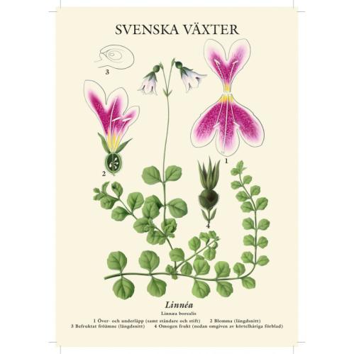 Vykort - Linnea - 21 x 15 cm - www.frokenfraken.se