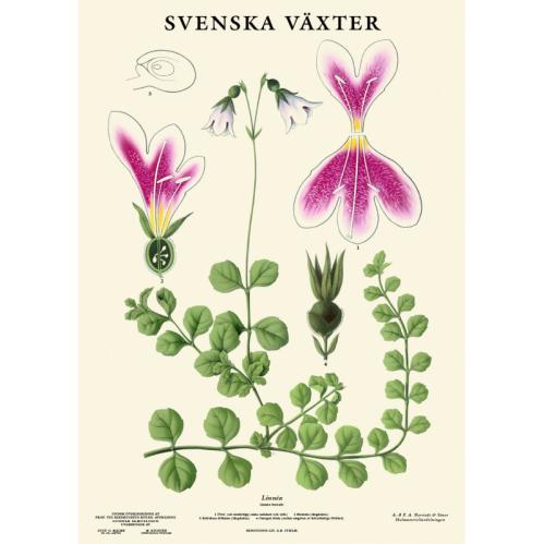 Skolplansch - Linnea - www.frokenfraken.se