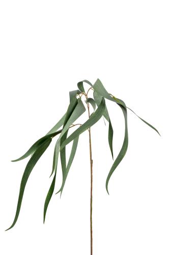 Eucalyptus - Grön - 70 cm - www.frokenfraken.se