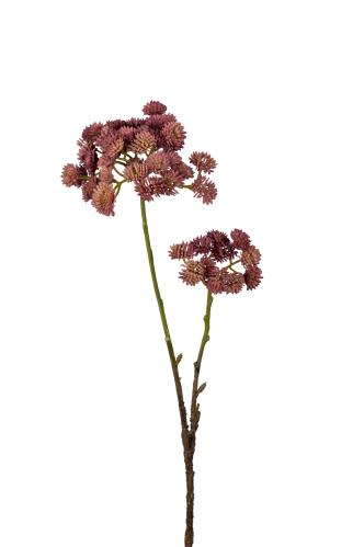 Sedum - Lila - 50 cm - www.frokenfraken.se