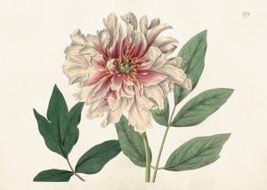 Poster - Vintage - Chryssantemum - 50 x 70 cm - www.frokenfraken.se