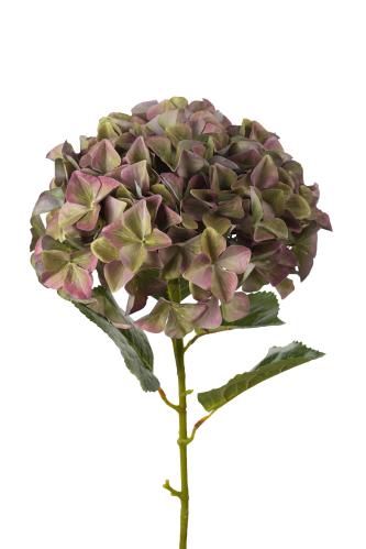 Hortensia - Lila - 110 cm - www.frokenfraken.se