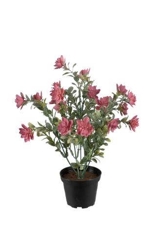 Succulent - Rosa - 30 cm - www.frokenfraken.se