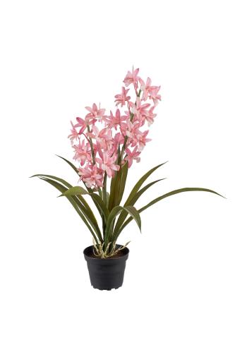 Cymbidium - Rosa - 45 cm - www.frokenfraken.se