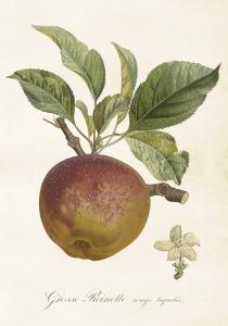 Poster - Vintage - Äpple - 35 x 50 cm - www.frokenfraken.se