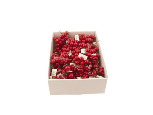 Bär - Röda - Stor - 6-pack - www.frokenfraken.se