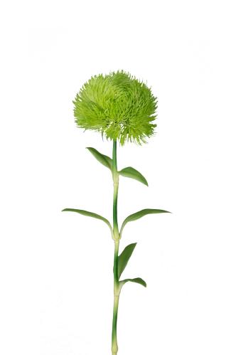 Nejlika - Grön - 45 cm - www.frokenfraken.se
