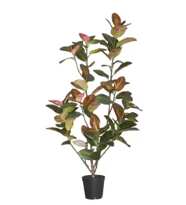 Fikus Elastica - Grön - 210 cm - www.frokenfraken.se