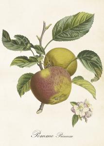 Poster - Äpple - 50 x 70 cm - www.frokenfraken.se