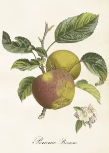Poster - Äpple - 50 x 70 cm - www.frokenfraken.se