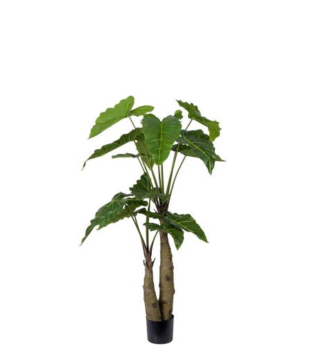 Alocasia - Grön - 150 cm - www.frokenfraken.se