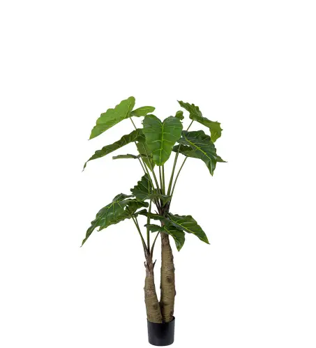 Alocasia - Grön - 150 cm - www.frokenfraken.se