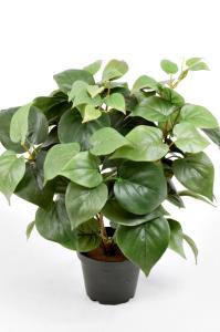 Philodendron - Grön - 35 cm - www.frokenfraken.se
