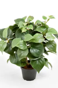 Philodendron - Grön - 35 cm - www.frokenfraken.se