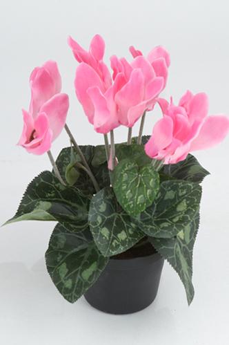 Cyklamen - Rosa - 20 cm - www.frokenfraken.se