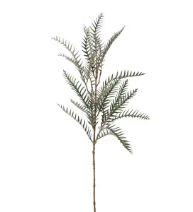 Grevillea - Grön - 75 cm - www.frokenfraken.se