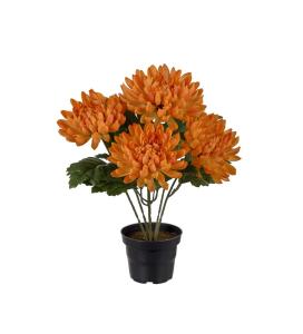 Chrysanthemum - Orange - 30 cm - www.frokenfraken.se