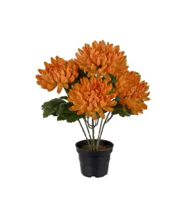 Chrysanthemum - Orange - 30 cm - www.frokenfraken.se