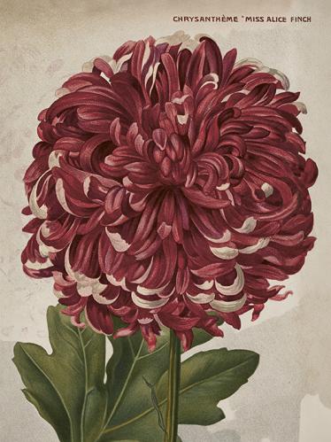 Poster - Krysantemum - 18 x 24 cm - www.frokenfraken.se