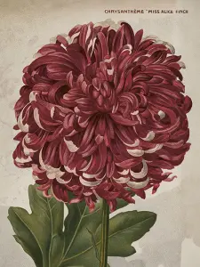 Poster - Krysantemum - 18 x 24 cm - www.frokenfraken.se