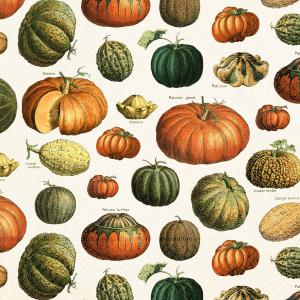 Servett - Pumpa - 33 x 33 cm - www.frokenfraken.se