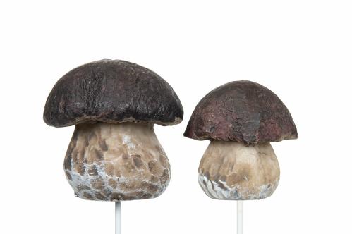 Svampar - Karl Johan Stick - 2-pack - 2,5-3 cm - www.frokenfraken.se