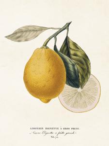 Poster - Citron - 18 x 24 cm - www.frokenfraken.se
