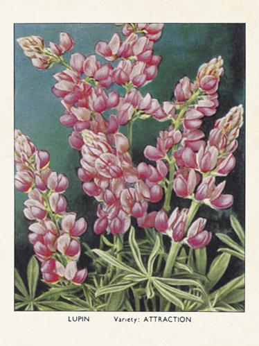 Poster - Lupin - 18 x 24 cm - www.frokenfraken.se