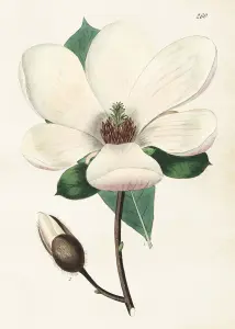 Poster - Magnolia - 50 x 70 cm - www.frokenfraken.se