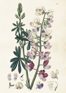 Poster - Lupin - 50 x 70 cm - www.frokenfraken.se