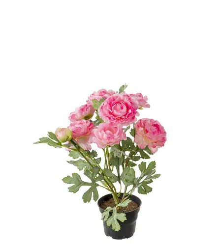 Ranuncel - Rosa - 30 cm - www.frokenfraken.se