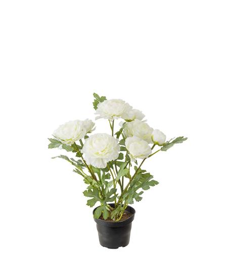 Ranuncel - Vit - 30 cm - www.frokenfraken.se